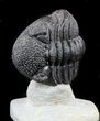Enrolled, Drotops Trilobite On Pedestal of Limestone #56804-3